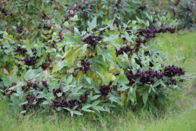 ‘臺東6號-黑晶’植株