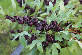 ‘臺東6號-黑晶’果萼緊密著生於枝梢