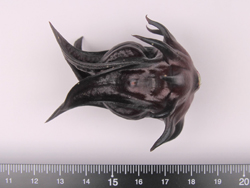 ‘臺東6號-黑晶’果萼