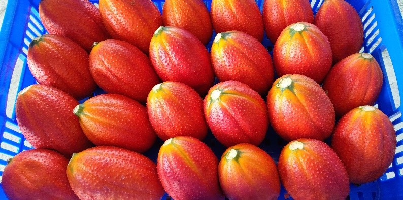 「木虌果臺東1號」具早熟豐產特性，果形端正，果實橙紅亮眼，適收標準一致，易於規格化採收及包裝，有助於提升產品品質。