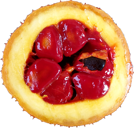 「木虌果臺東1號」具稠漿狀假種皮，易取下製成假種皮漿，適合應用於開發果汁、果醬、奶酪、凍飲、冰淇淋及冰棒等特色產品。