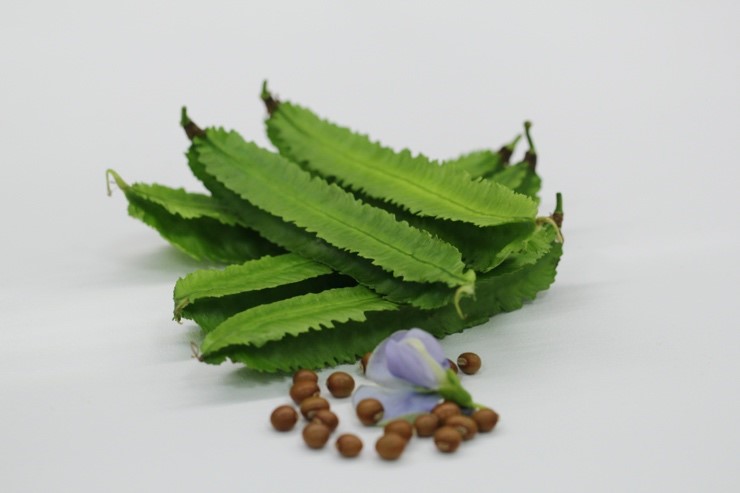 「翼豆臺東1號」嫩莢翠綠,莢形優良且口感鮮脆。 「翼豆臺東1號」嫩莢翠綠,莢形優良且口感鮮脆。