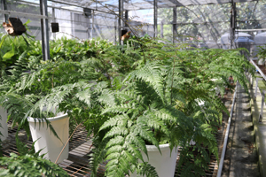 大葉骨碎補成株