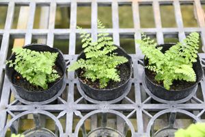 大葉骨碎補綠球體出瓶苗