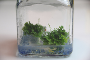 綠球體可為高價無菌療育瓶中植物