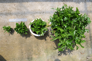 爆炸頭鐵角蕨綠球體出瓶苗不同尺寸之植株