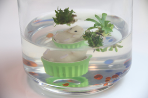 綠球體苗株可為高價無菌療育瓶中植