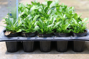 爆炸頭鐵角蕨綠球體種苗