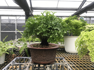 成株外觀特別可為盆景