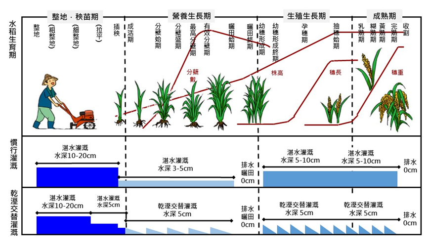 水稻田乾溼交替灌溉模式示範成果