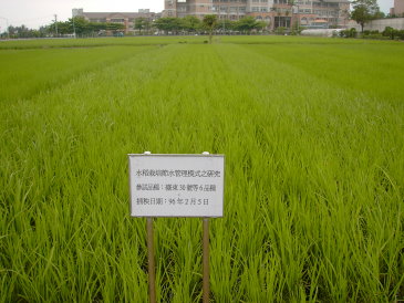 不同水稻品種節水栽培灌溉模式之探討