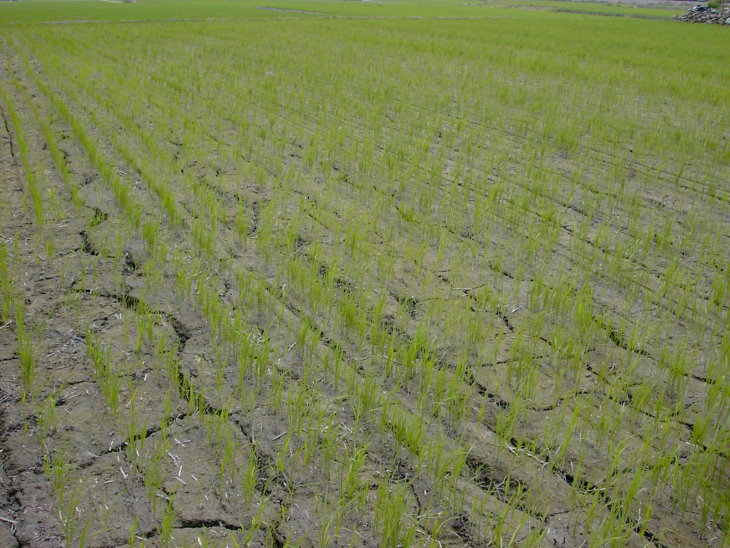 水稻直播栽培對稻米品質影響之探討