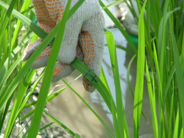 臺東地區水稻現行品種優質栽培之生理指標建立與應用研究