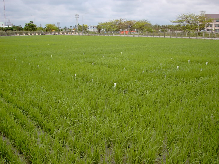 不同栽培密度及移植苗數對水稻臺東30號生育及產量之影響 不同栽培密度及移植苗數對水稻臺東30號生育及產量之影響