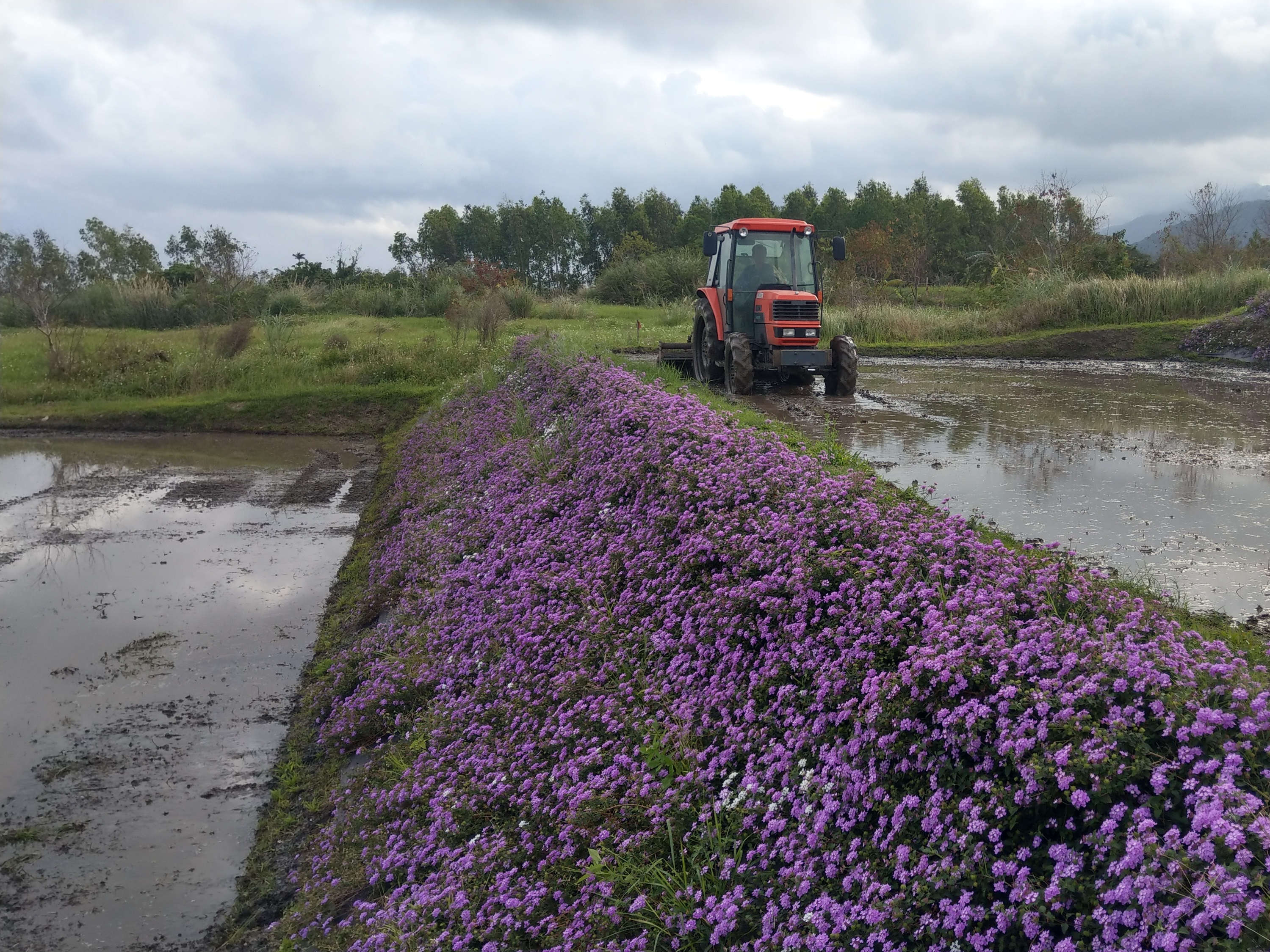 水梯田邊坡覆蓋植物—蔓性馬纓丹應用 水梯田邊坡覆蓋植物—蔓性馬纓丹應用