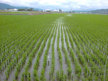 臺東地區良質米品質增進之研究