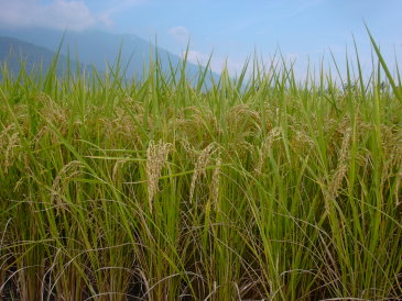 不同肥料管理對水稻產量及品質之影響 不同肥料管理對水稻產量及品質之影響