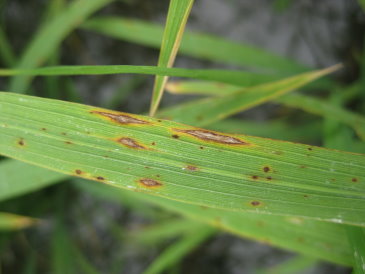 穗稻熱病 穗稻熱病