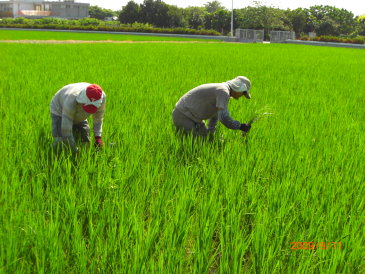 人工除草 人工除草