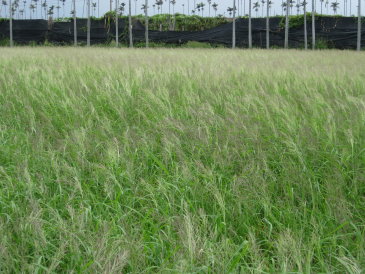 不同耕作制度稻田雜草相變化之調查