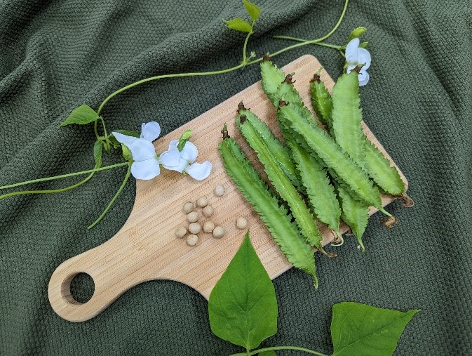 翼豆‘臺東2號-春豐’嫩莢翠綠短薄,小巧可愛 翼豆‘臺東2號-春豐’嫩莢翠綠短薄,小巧可愛