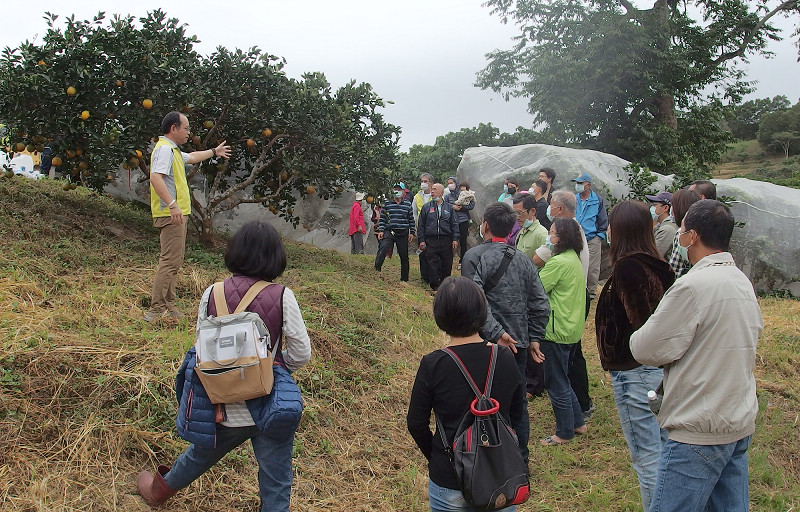 Fig. 1. Associate researcher Chen Yi-jun discusses organic navel orange cultivation.